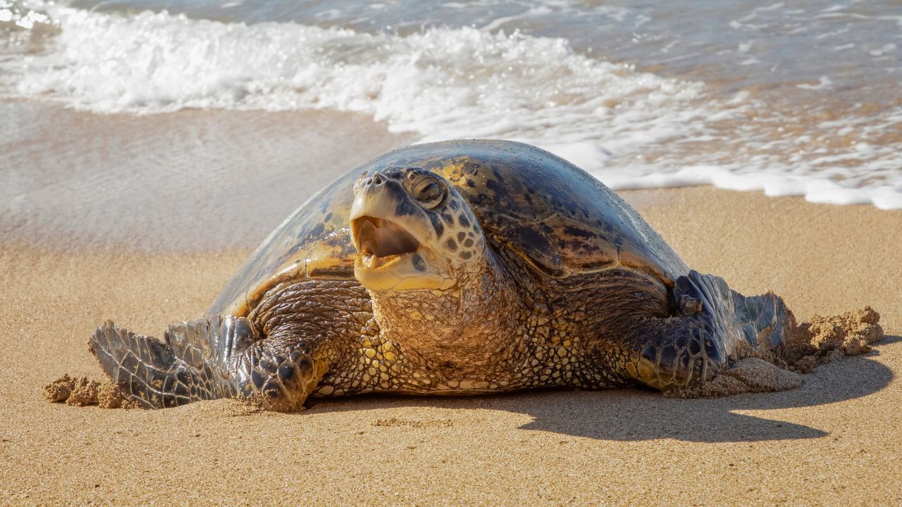 Turtle Yawning: What It Means? – The Turtle Hub