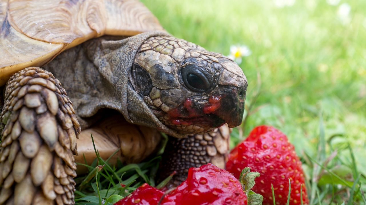 Baby Turtle Eating Flower