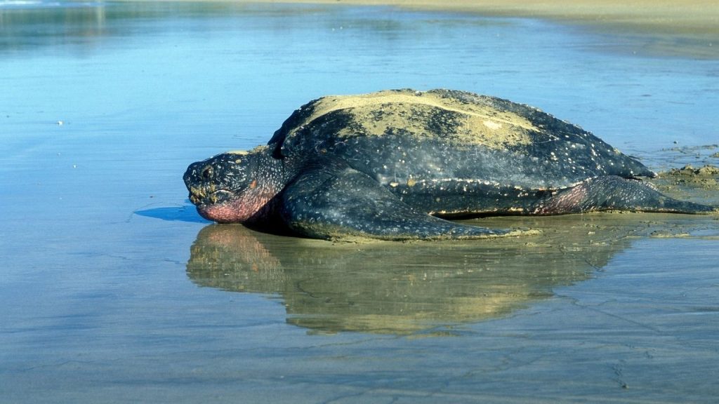 How Fast Is The Fastest Turtle? – The Turtle Hub