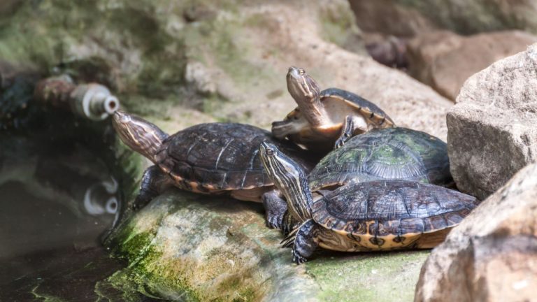 How Much Do Pet Turtles Cost? [Full Cost Breakdown]