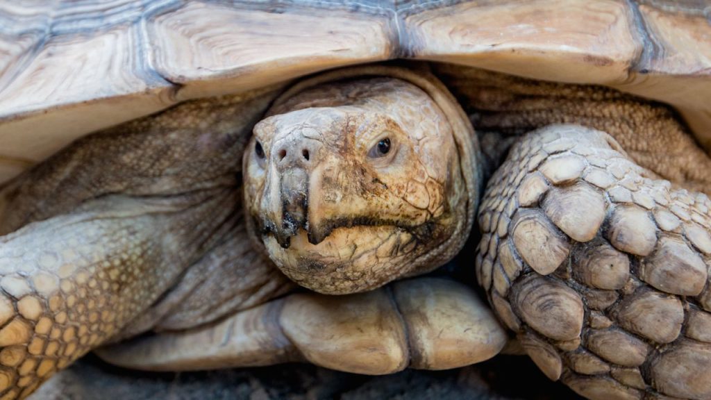 Tortoise Lifespan: How Long Can A Tortoise Live? – The Turtle Hub