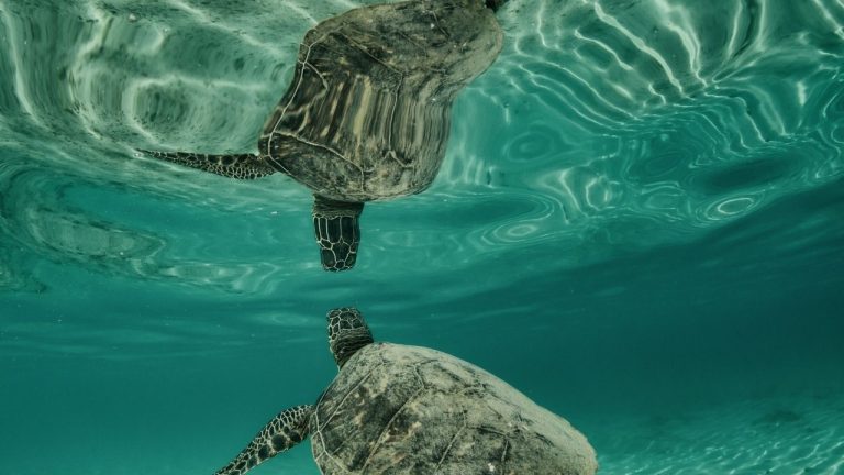 How Long Can Turtles Hold Their Breath?