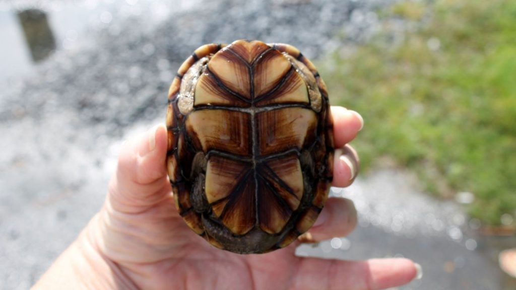 How To Catch A Pond Turtle? [Traps, Baits, Tips] – The Turtle Hub