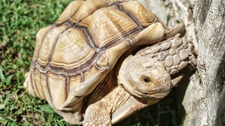 Sulcata Tortoise Growth Rate: Size & Age Chart By Year