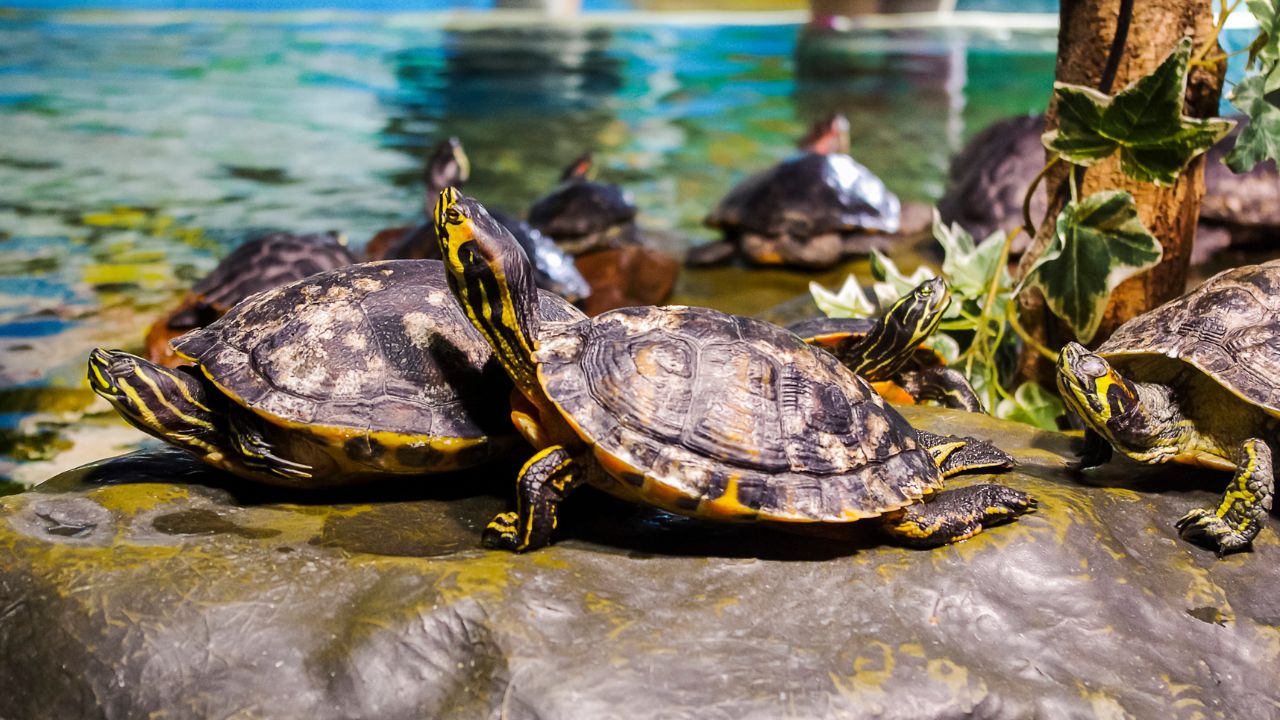 Turtle Basking