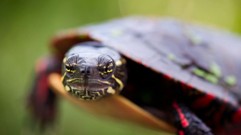 Turtle Suddenly Not Moving? Sick, Sleeping, or Dead?