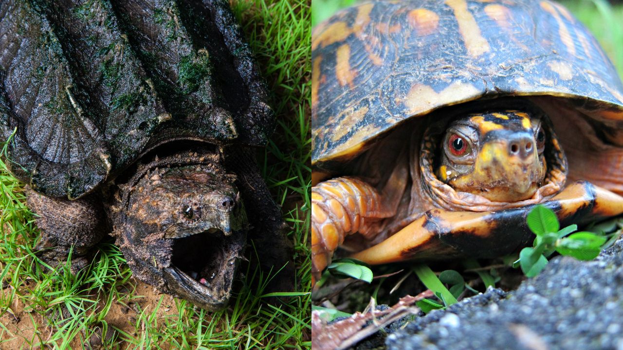 Snapping Turtle vs. Box Turtle [15 Differences] The Turtle Hub