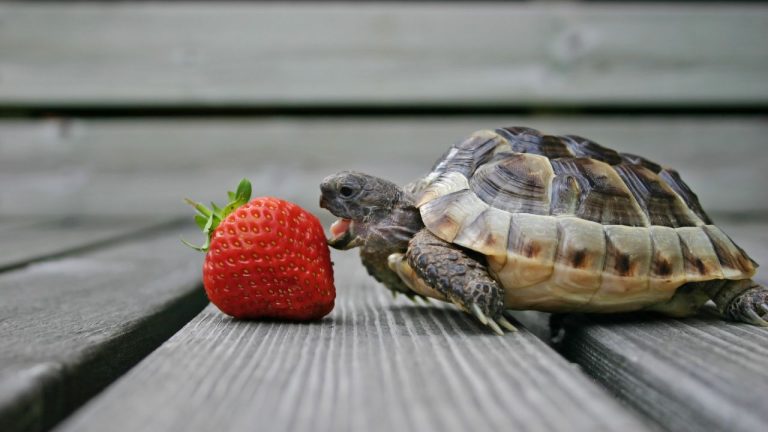 Can Turtles Eat Fruit? [Safe Fruit List]