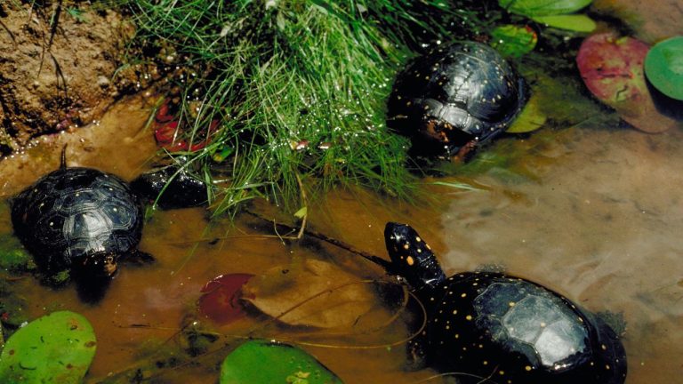 Clemmys guttata (Spotted Turtle)