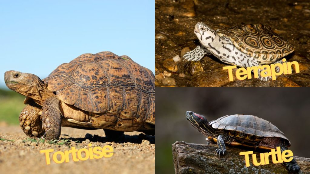 terrapins and turtles the difference