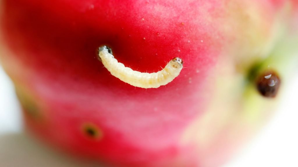Can Turtles Eat Worms? [Safe Worms List] – The Turtle Hub