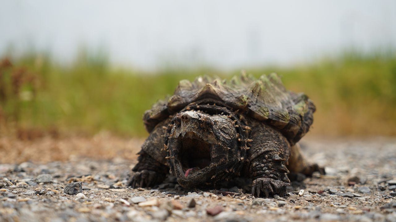 How To Take Care Of An Alligator Snapping Turtle Foolproof Guide The Turtle Hub 