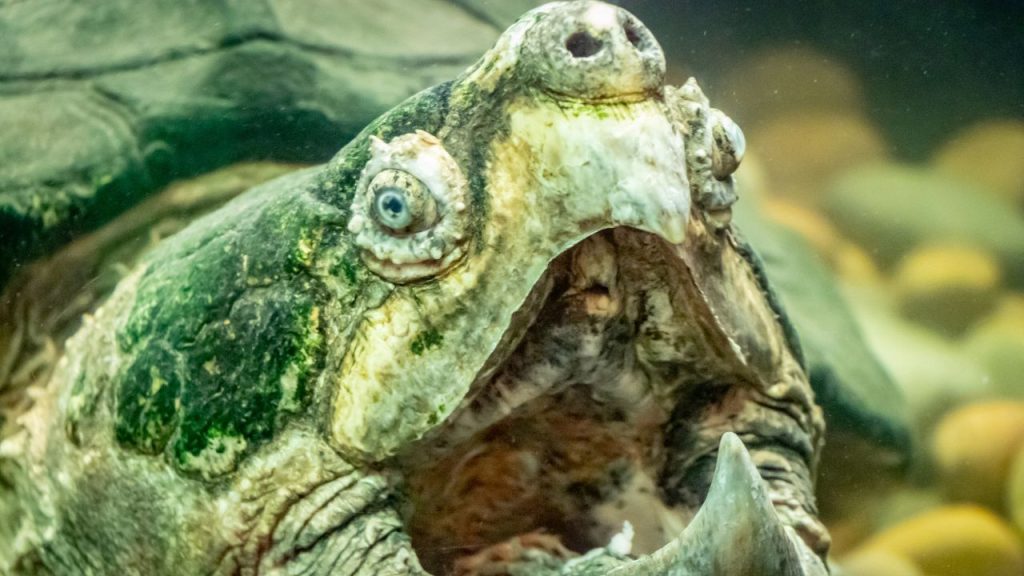 are-snapping-turtles-dangerous-facts-you-must-know-the-turtle-hub