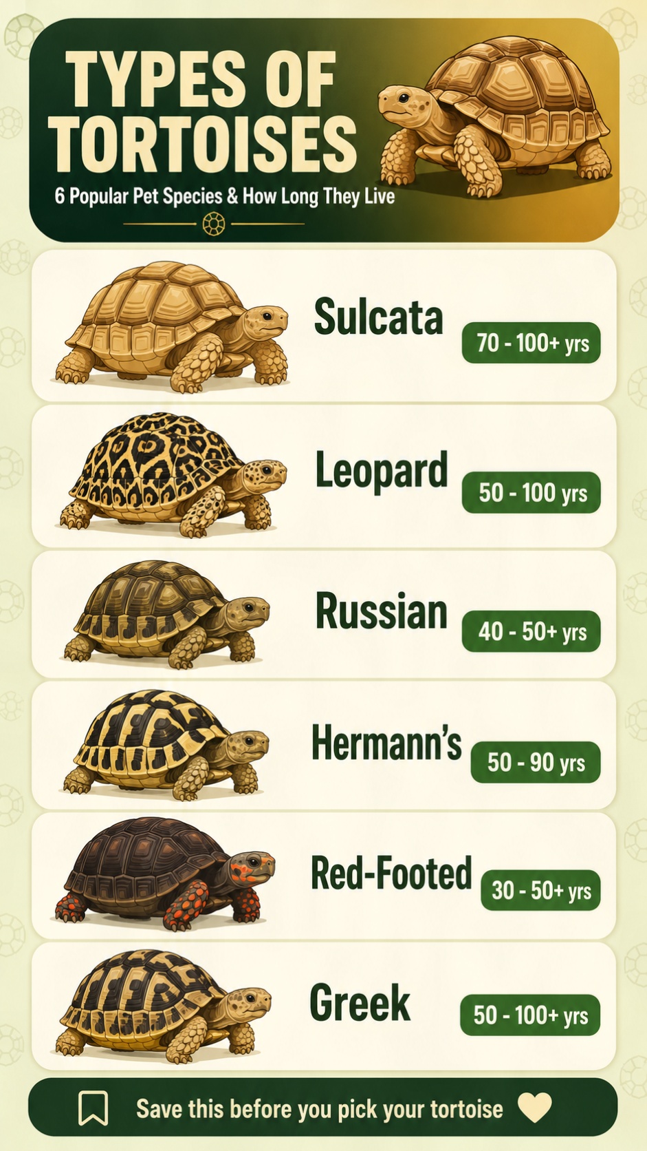 tortoise lifespan infographic how long different tortoises live