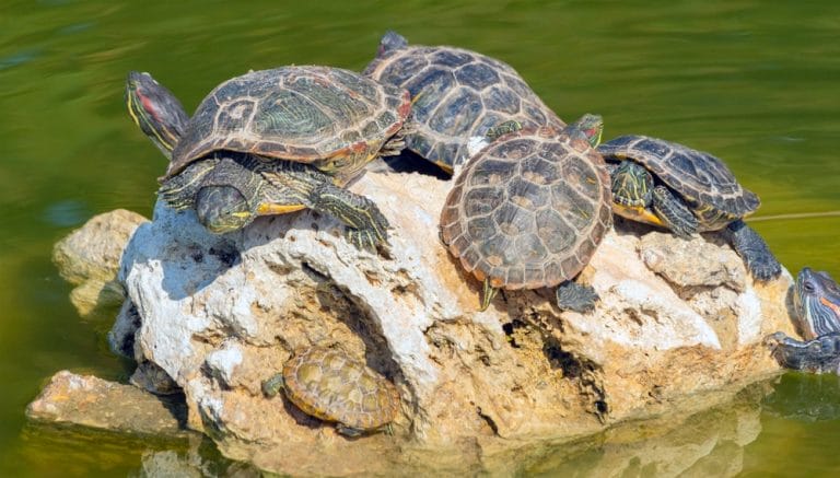 15 Fascinating Turtle Facts: Lifespan, Biology, and Behavior Explained