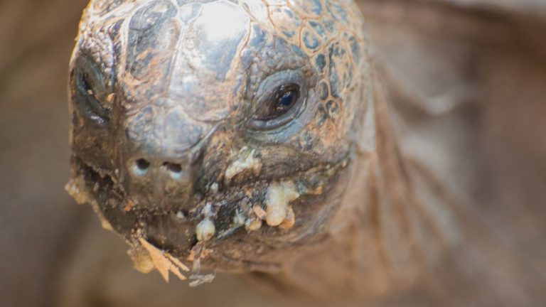 Tortoise Foaming At Mouth? Do These