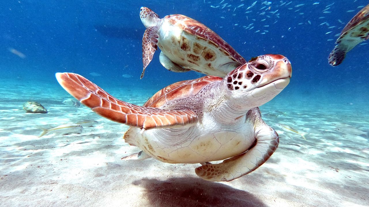 sea turtle travel