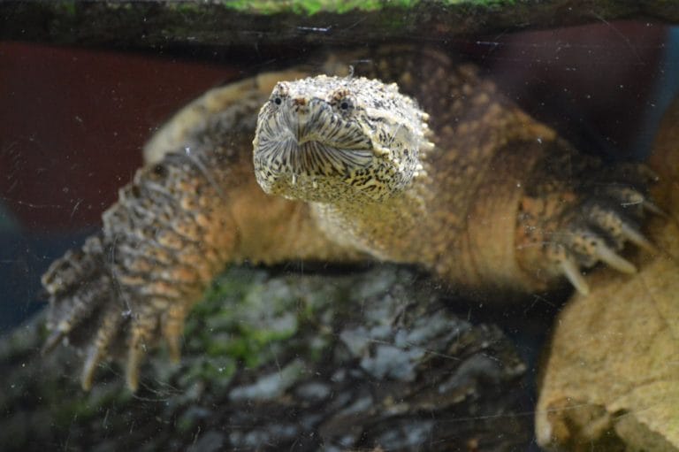 Ultimate Snapping Turtle Tank Setup Guide (Don’t Make These Mistakes!)