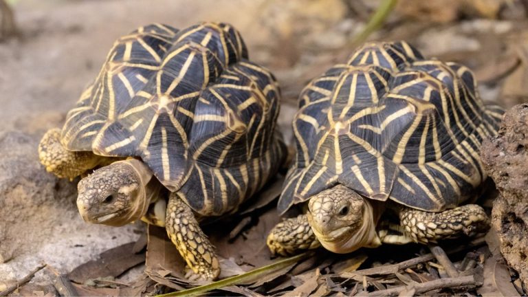Geochelone elegans (Indian Star Tortoise)