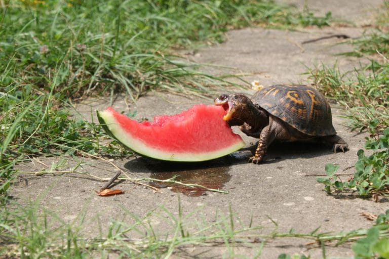 How to Build the Ultimate Outdoor Box Turtle Habitat (Step-by-Step Guide)
