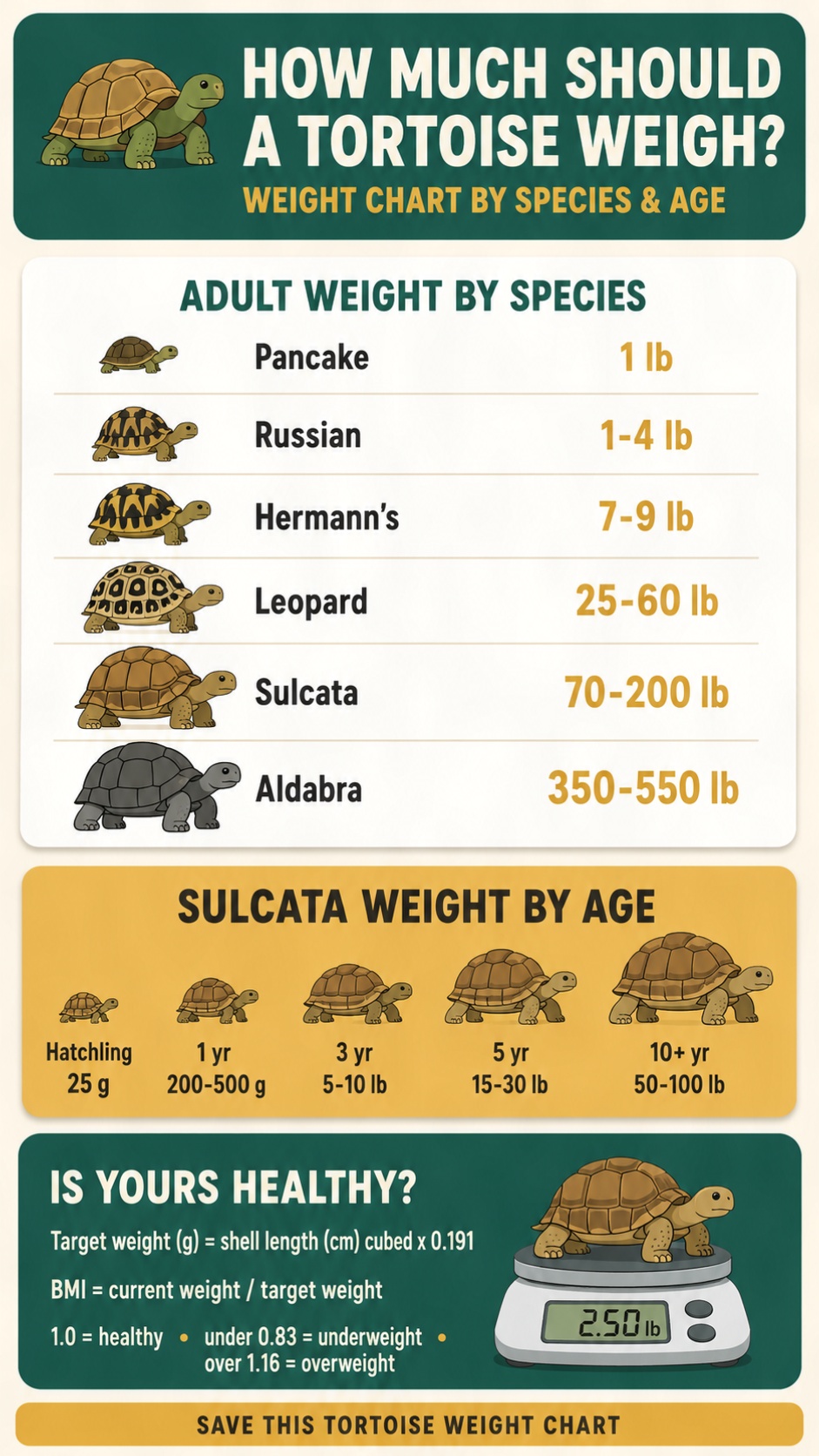 How Much Should A Tortoise Weigh infographic