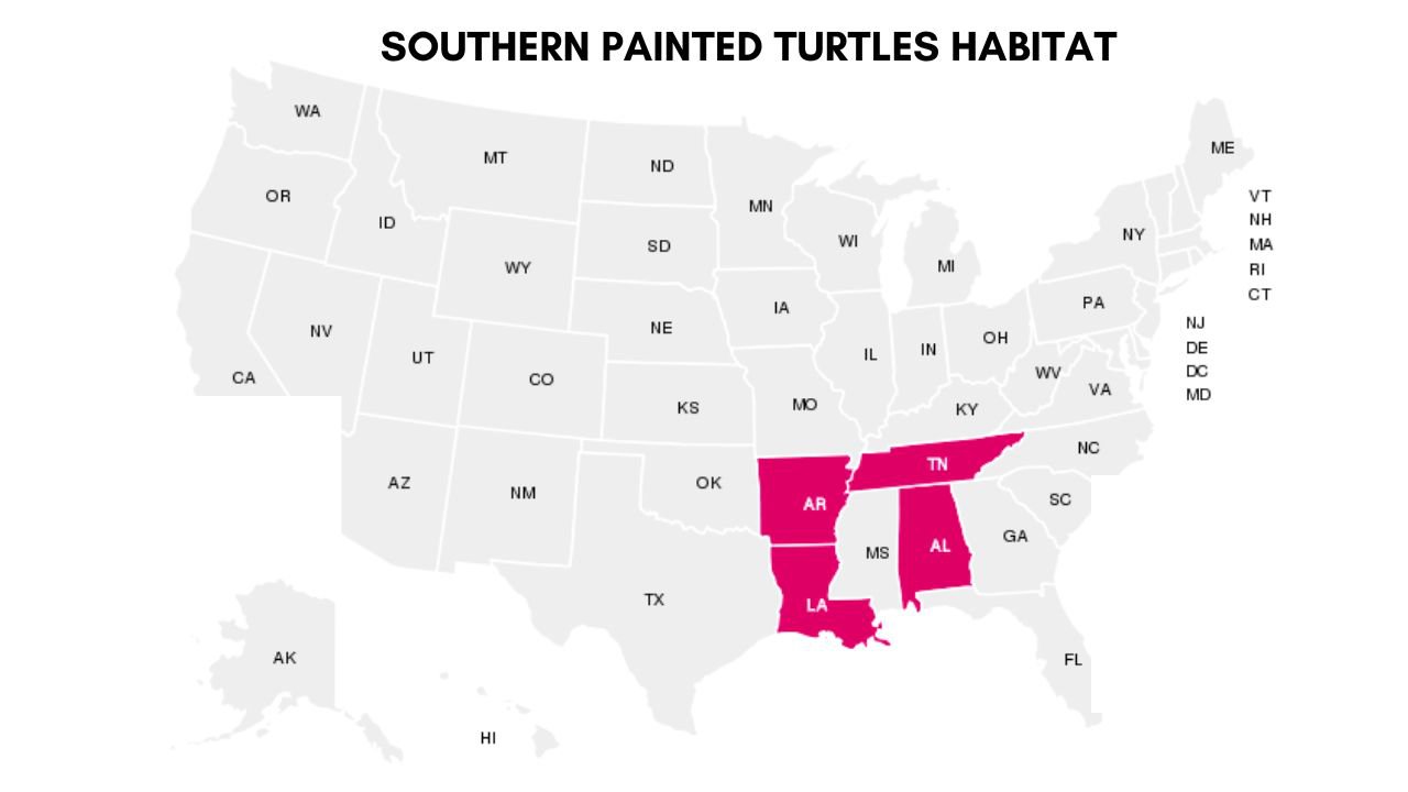 Where Do Different Turtles Live? [Map + Location] The Turtle Hub