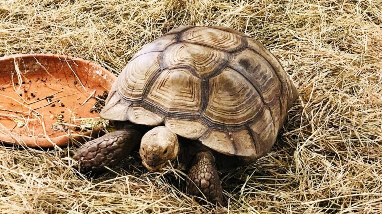 Can Tortoises Get Overweight?