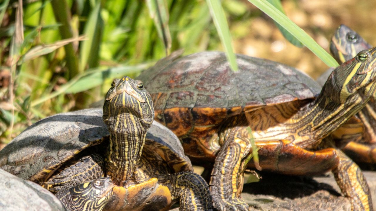 Florida Box Turtle Care: Common Mistakes To Avoid – The Turtle Hub