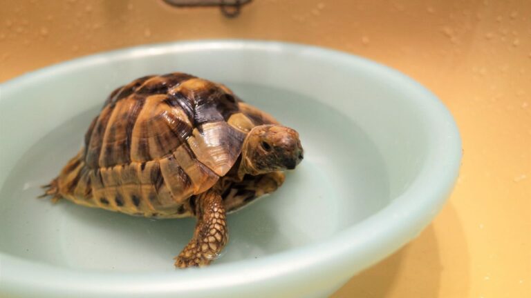 How To Bath Your Tortoise? [Beginner’s Guide]