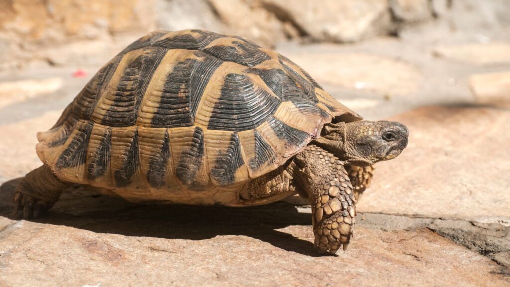 Metabolic Bone Disease In Tortoise: Symptoms, Prevention & Cure – The ...