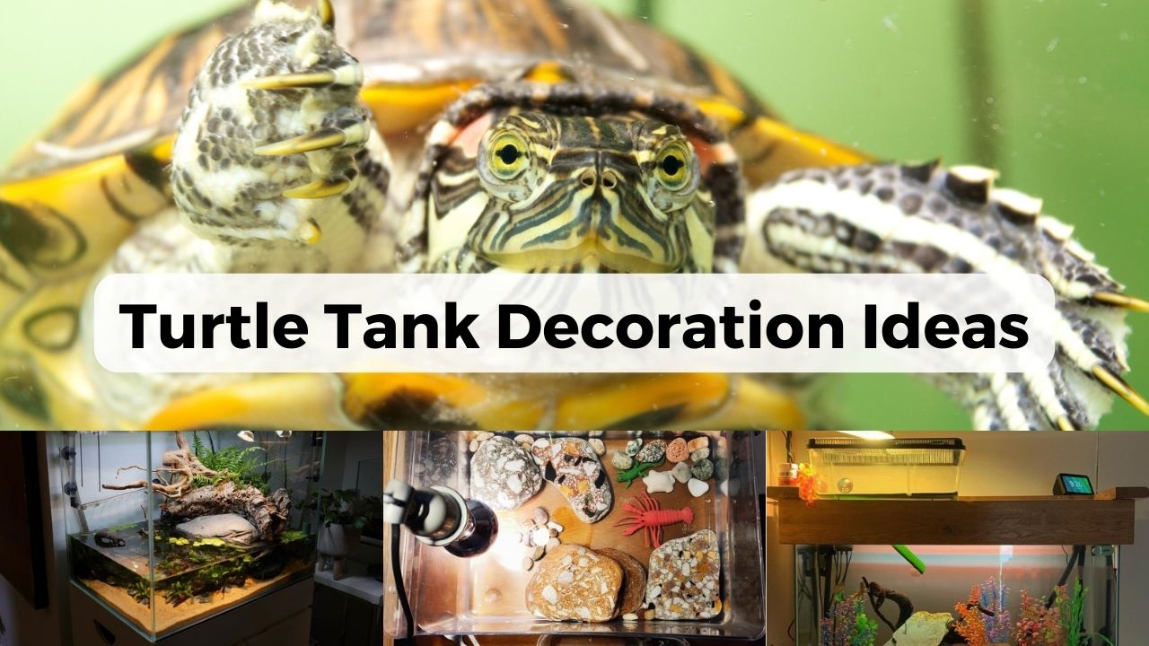 28 Turtle Tank Decoration Ideas You & Your Turtle Will Love – The