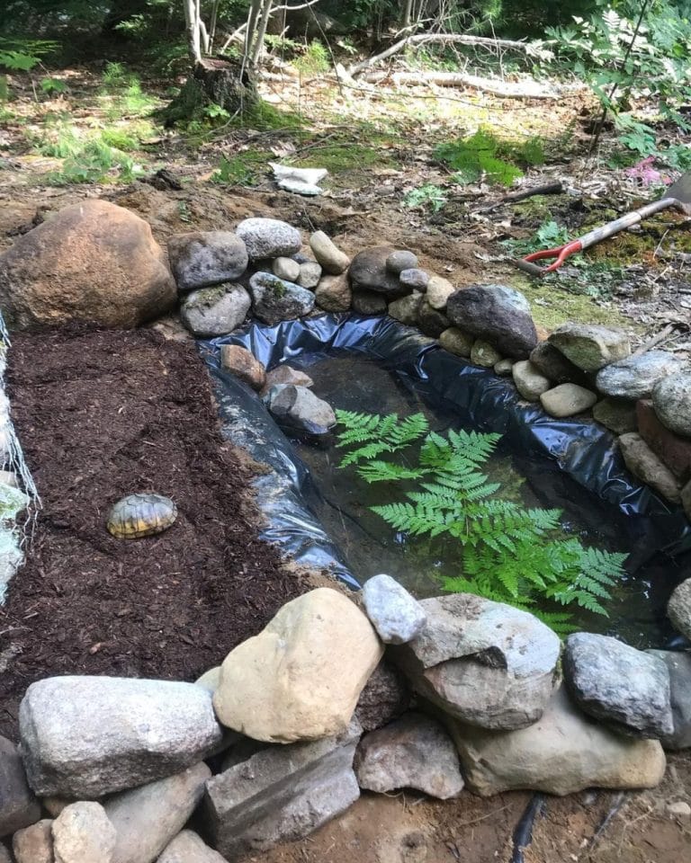 Turtle Habitat With Flat Basking Area And Water Gardens photo