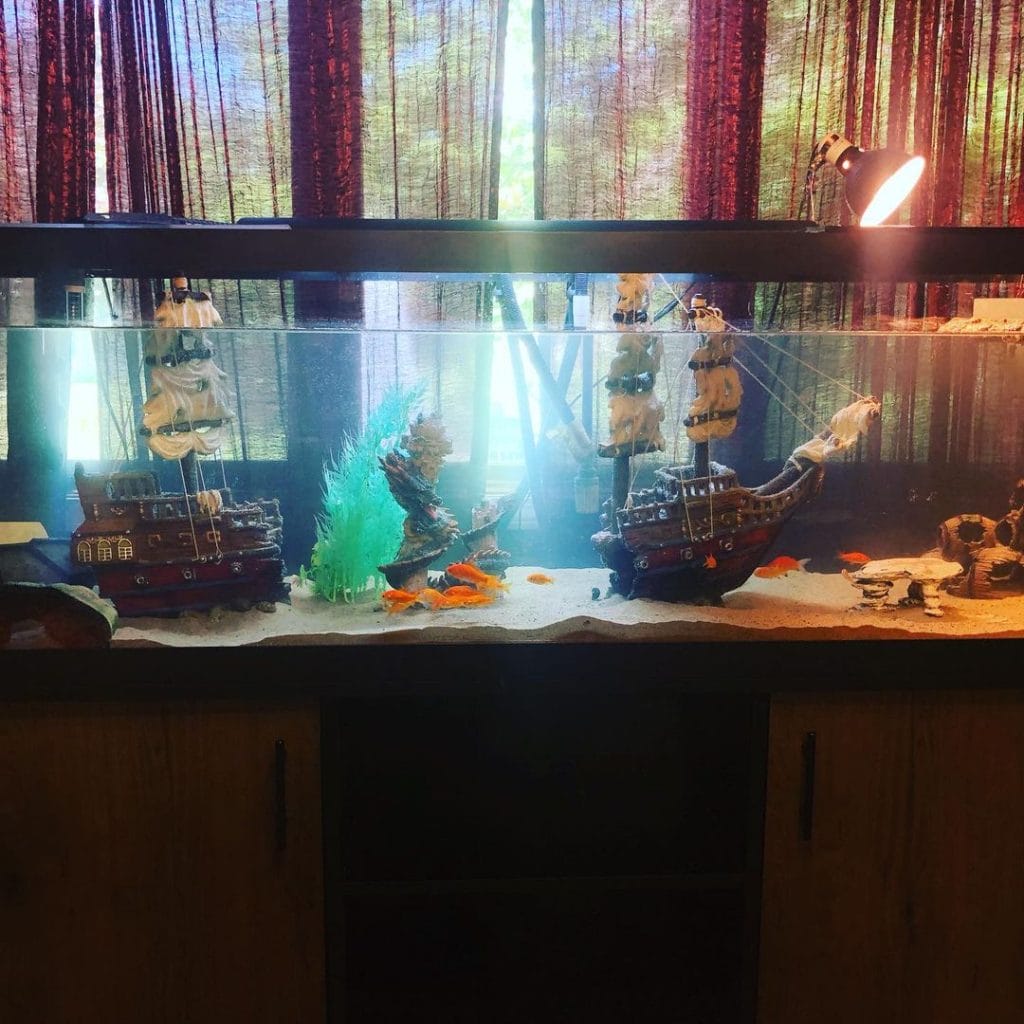 Pirate themed turtle aquarium with floating basking dock and goldfish decor