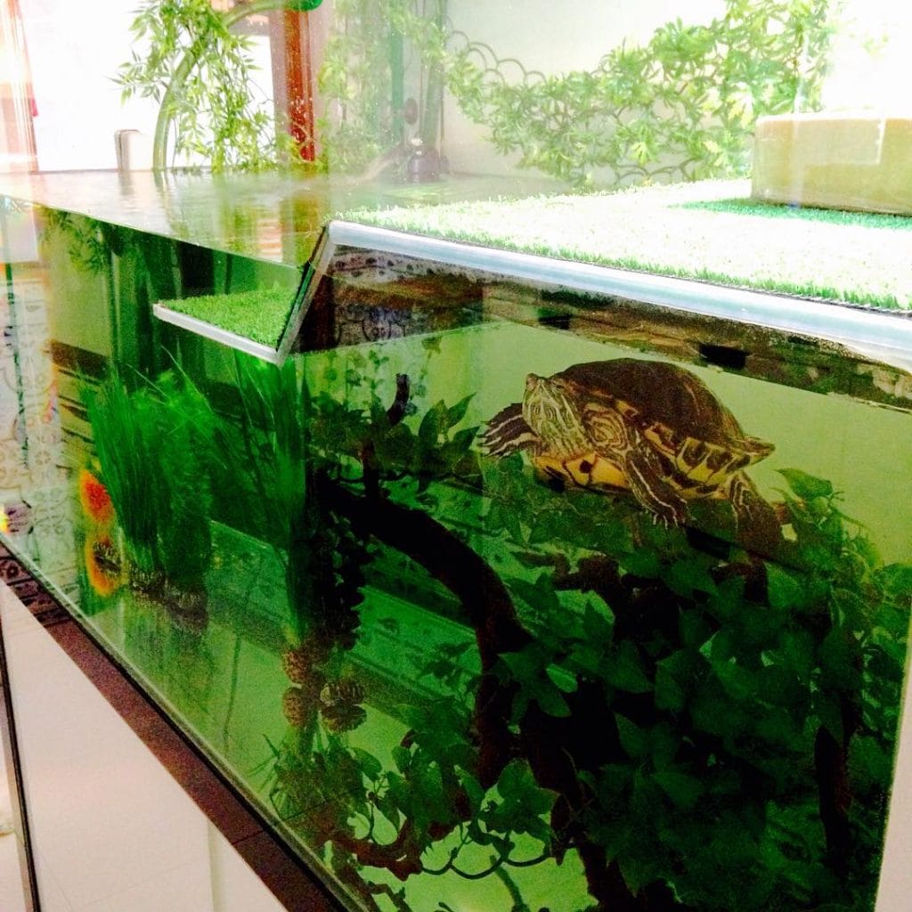 Black-painted aqua turtle paradise tank with pool sand and floating basking dock