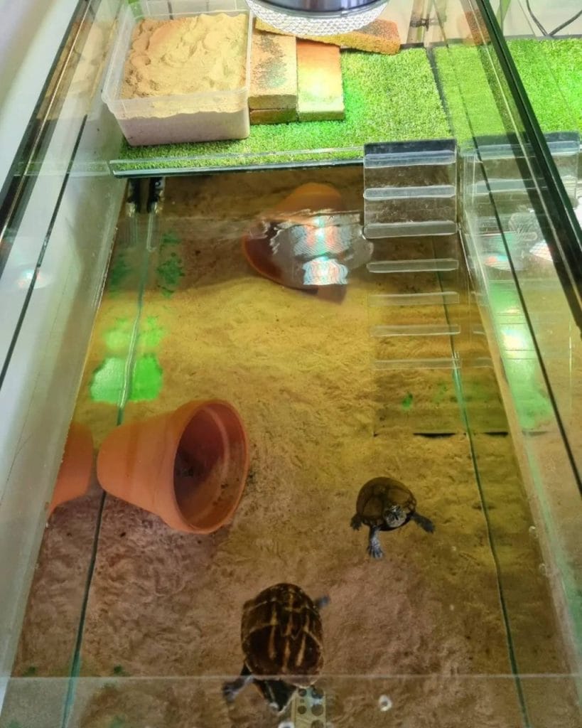 Aquascape turtle oasis tank with floating plants and pond-style basking rocks