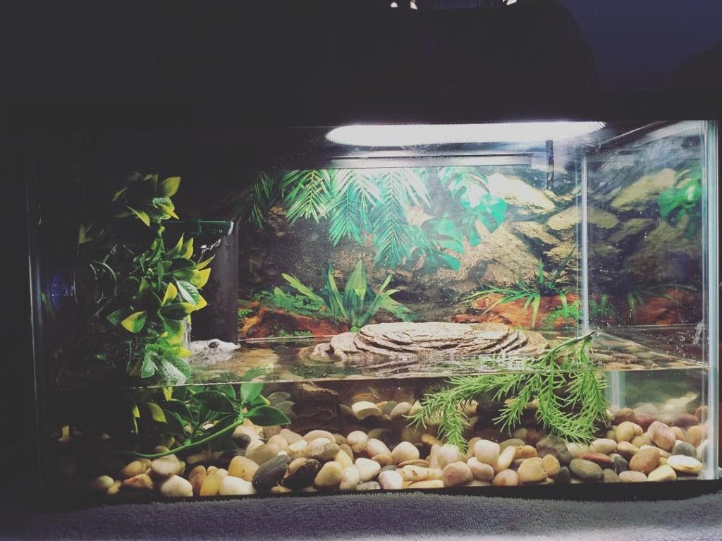 Aquatic oasis turtle terrarium with floating island, coral substrate, and mini waterfall