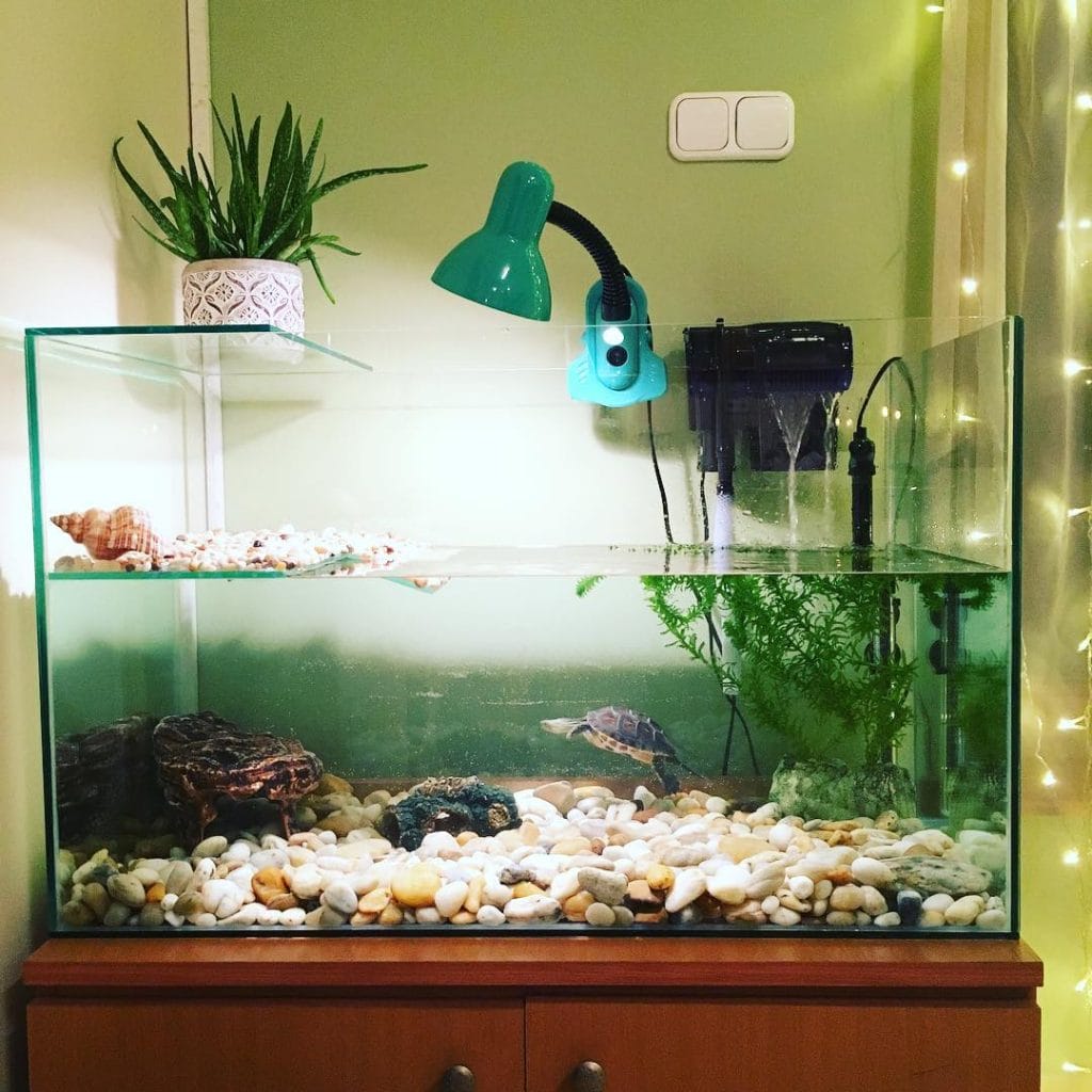 Australian freshwater turtle tank with sand substrate, large branch, and UV lamp