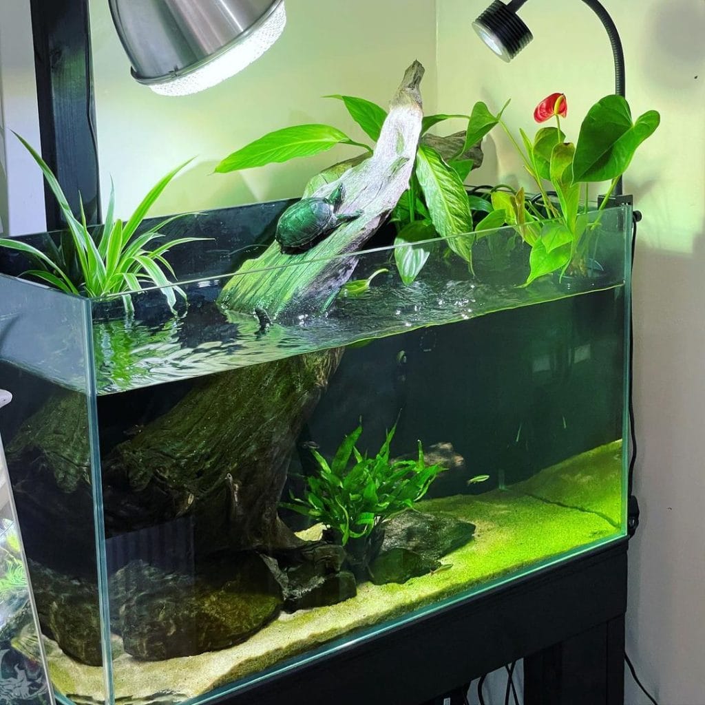 Baby turtle tank with coconut coir substrate, driftwood, and UVB lighting