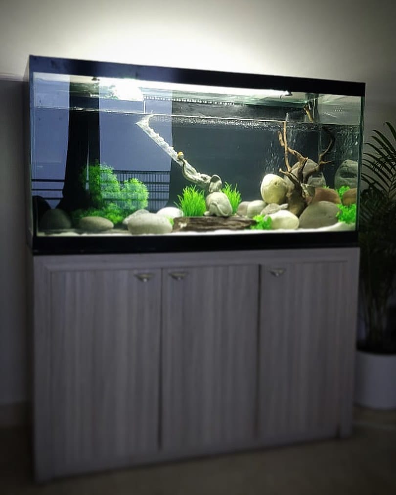 Budget turtle aqua sanctuary in a shallow plastic bin with pond rocks and driftwood