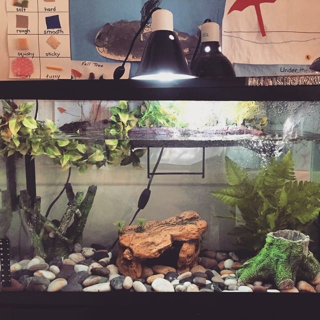 Colorful DIY turtle tank with stones, yellow sand, and PVC hideout