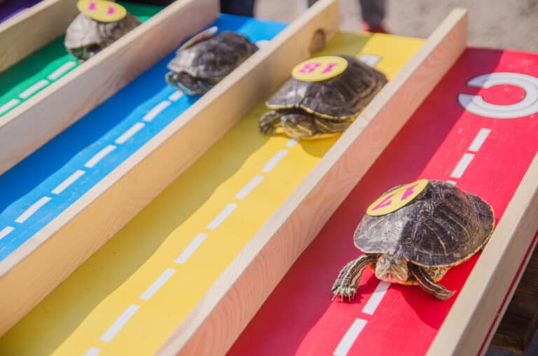 What Do Turtles Like To Play With? [4 Fun Activities] The Turtle Hub