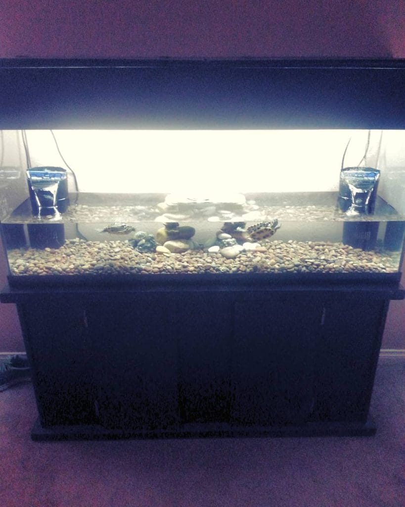 Multi-turtle oasis aquarium with dual filtration and central basking dock