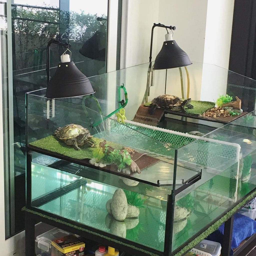 40 gallon natural turtle tank divided for two turtles with external canister filter