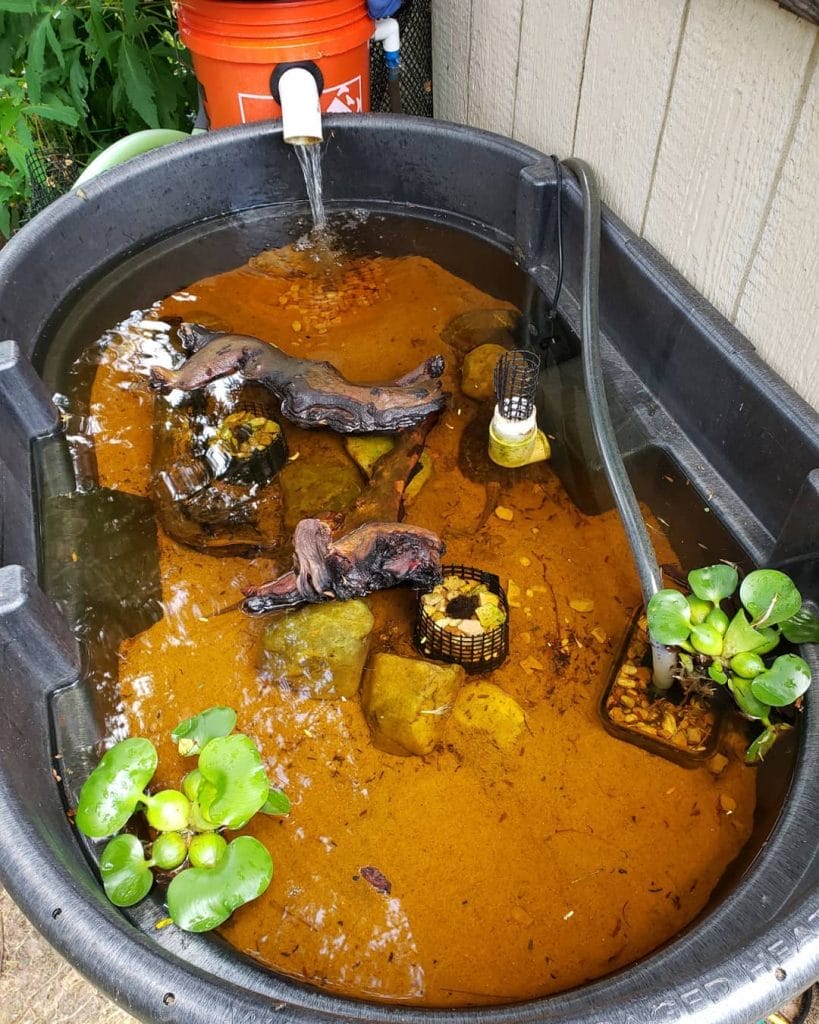 Plastic aqua turtlescape with pool filter sand, paver stone basking dock, and duckweed
