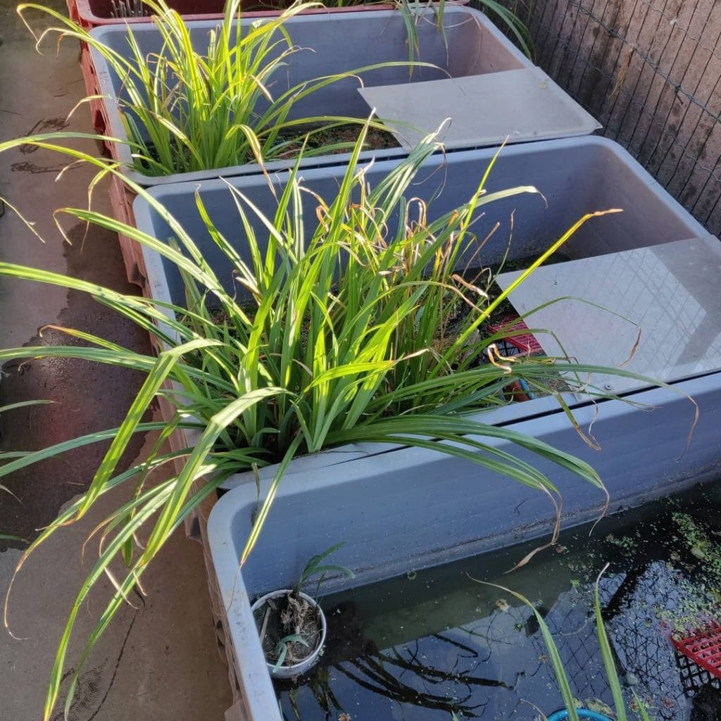 Plastic bin DIY turtle tank with bricks, tiles, empty pot, and heat lamp