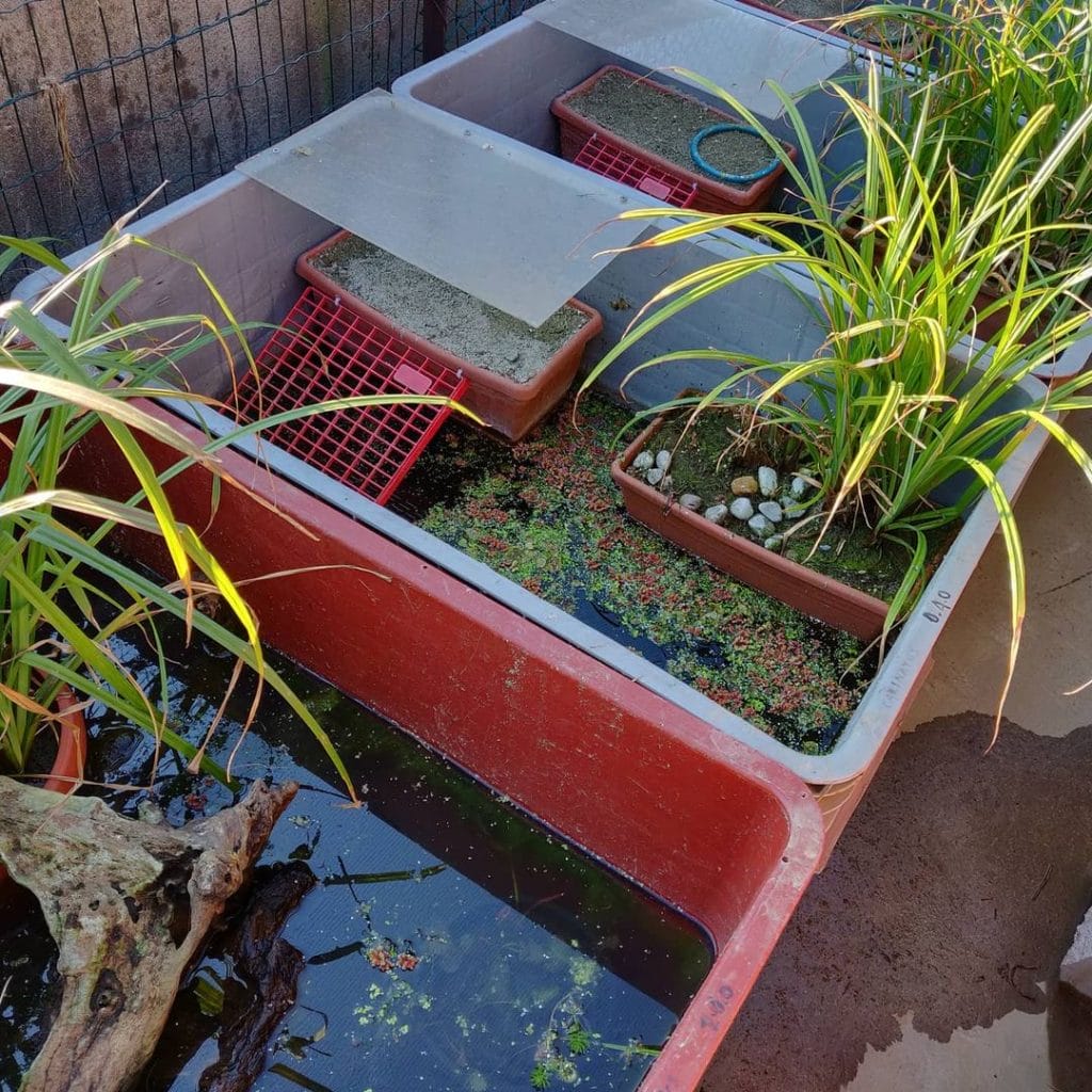 Recycled broken refrigerator transformed into a DIY turtle tank with ferns and tile basking area