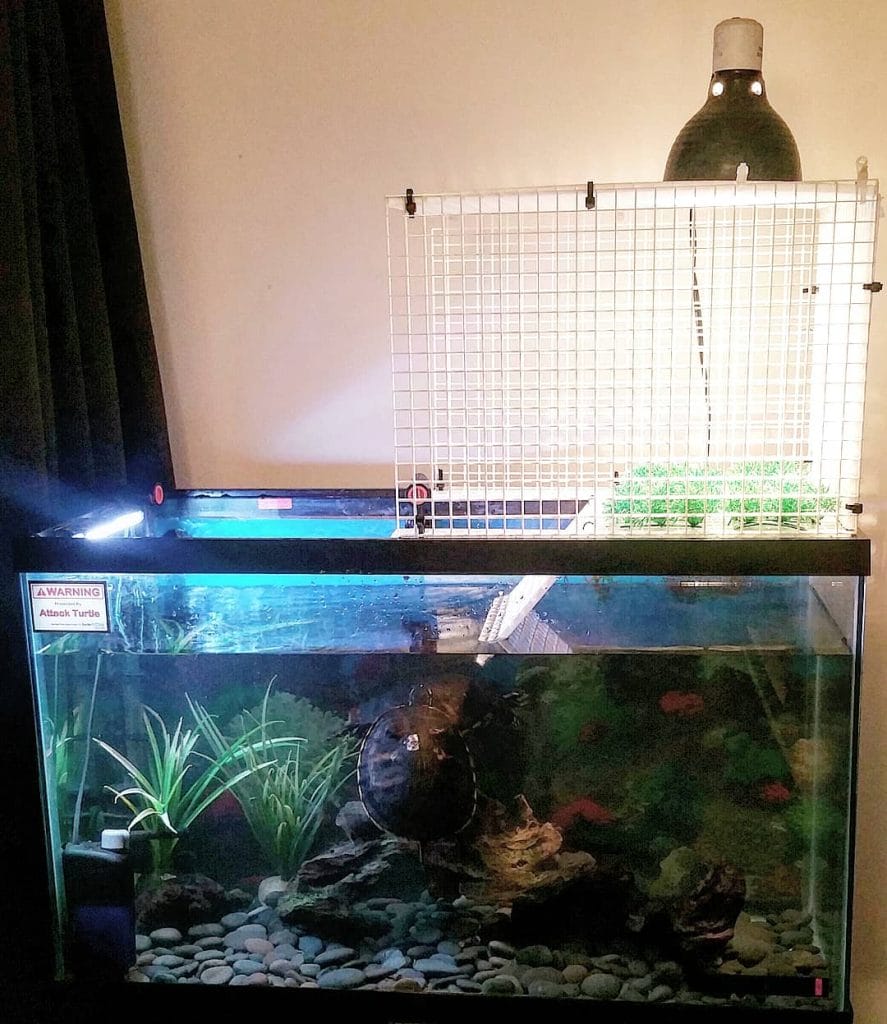 30 gallon stinkpot turtle tank with riverwood, coconut pots, and live plants