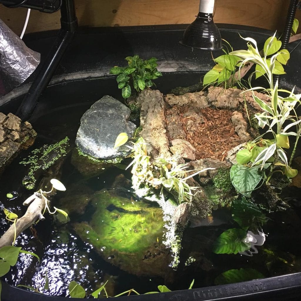 Beginner turtle tub with built-in basking platform, ramps, and feeding zones