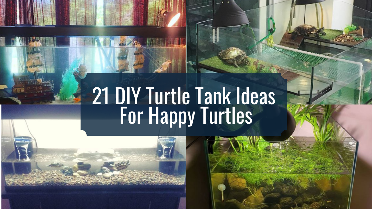 21 DIY Turtle Tank Ideas For Happy Turtles