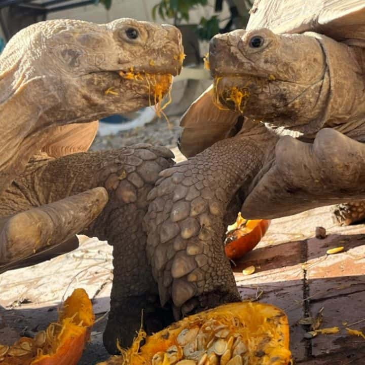 Sulcata Tortoise Growth Rate How Fast They Grow? The Turtle Hub